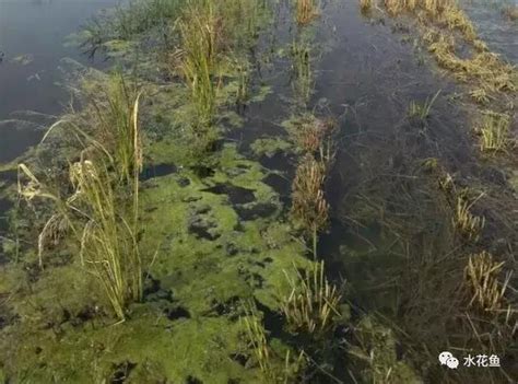 青苔形成|青苔的源由和處理方法